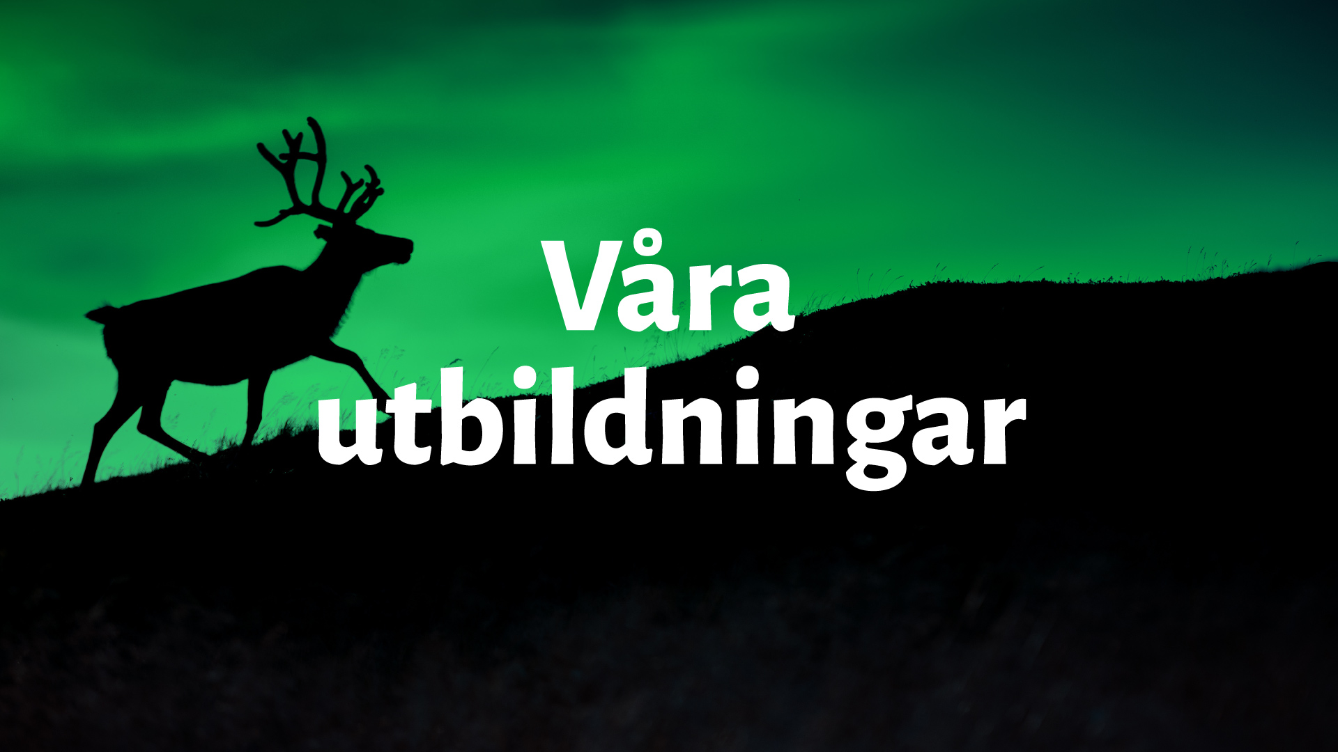 Mörk bild med grönt norrsken på himlen och en ren i förgrunden med texten "Våra utbildningar"